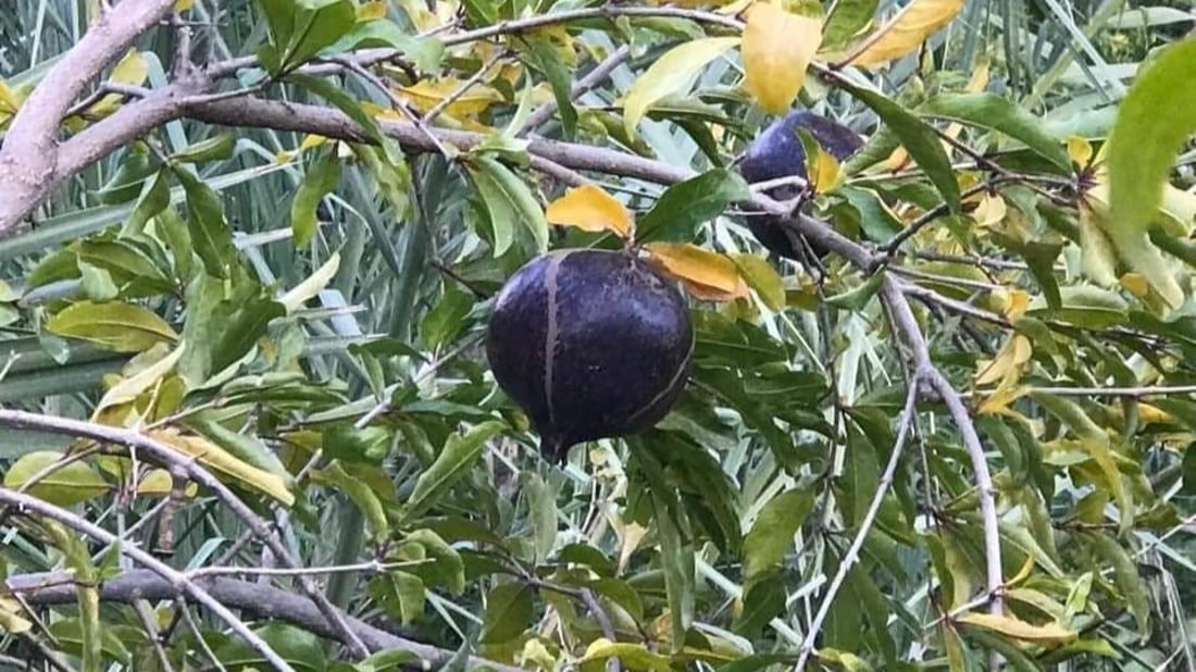 الرمان الأسود.. “لغز” طبي وزراعي بدأ تكثيره في بساتين مندلي