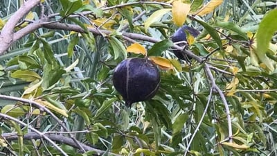 الرمان الأسود.. “لغز” طبي وزراعي بدأ تكثيره في بساتين مندلي