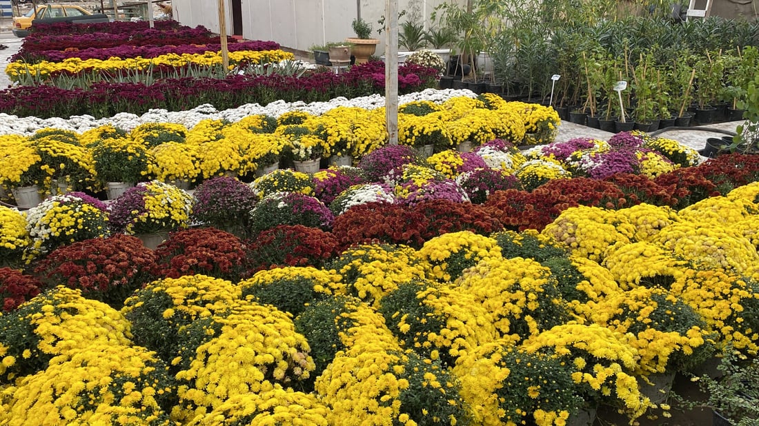 صور مذهلة من الناصرية: تخفيضات كبرى على الجوري والداوودي في مشتل المهندس