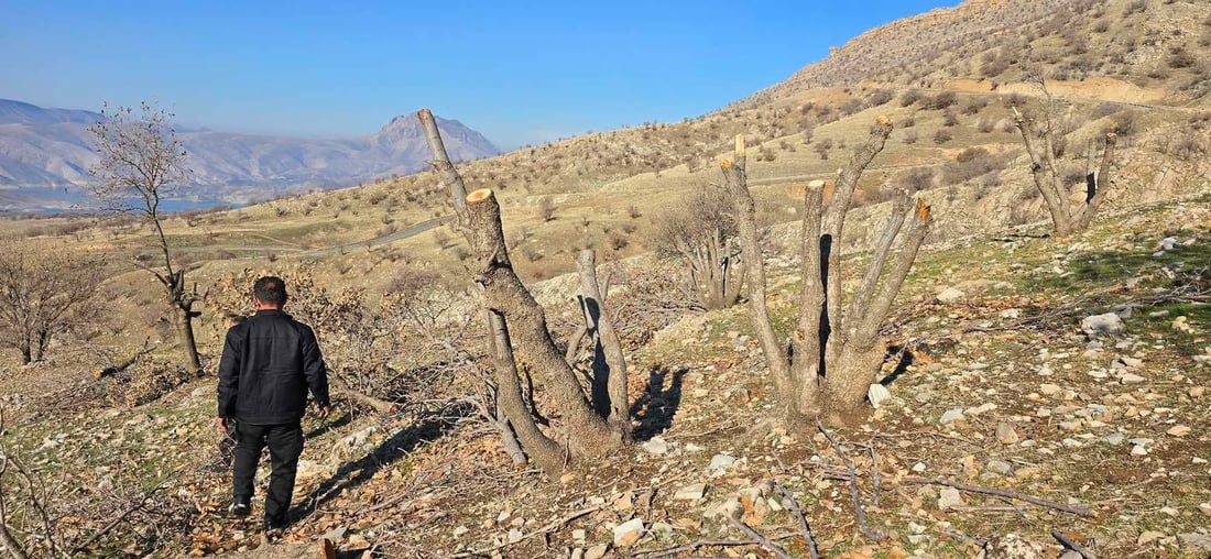 لە دوکان کومەڵێک داربەڕووی ناوقەد باریکیان بڕی و هەڵاتن