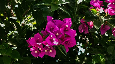 “گوڵە جەهەنەمی” دیمەنێکی پەمەیی بە گەڕەکی رووناکیی هەولێر بەخشیوە