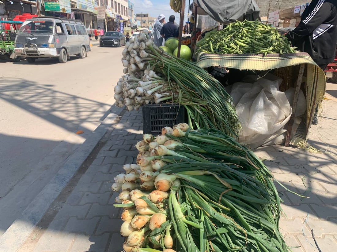 أبو غريب: ارتفاع أسعار محصولي البصل والثوم مع بدء موسم حصاد المحلي منهما