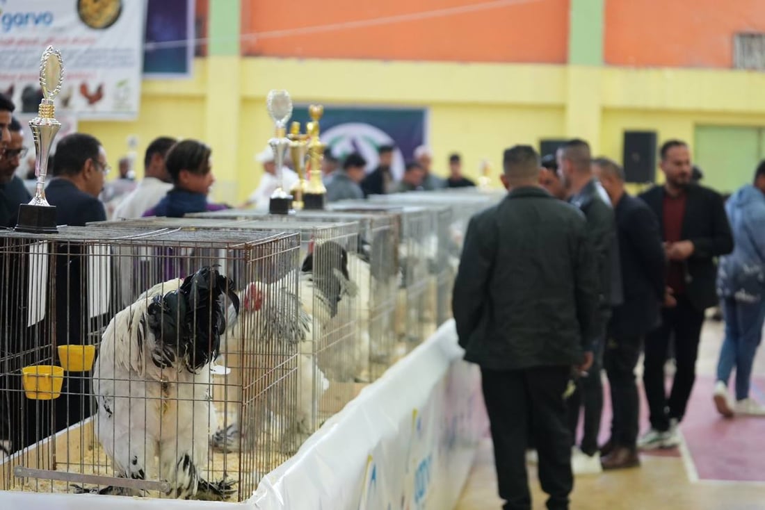 صور: دجاجة بصراوية وديك أربيلي أجمل طيرين في العراق.. مسابقة بإشراف تركي