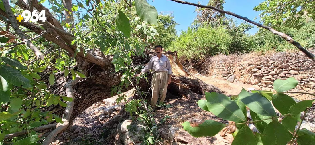 صور: في جبال قنديل.. شجرة جوز عملاقة تسقط فجأة وتسد شارع القرية