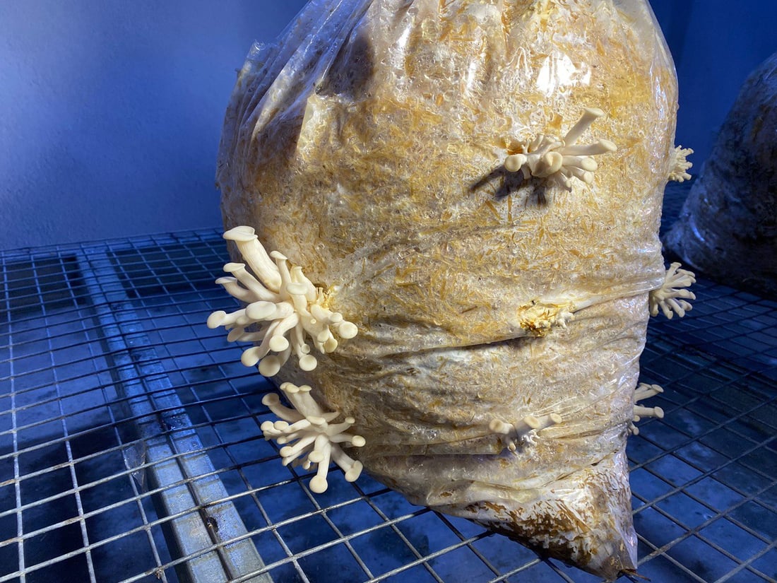 هۆڵێكى به‌رهه‌مهێنانى قارچك كراوەتەوە باشترین جۆریان بەرهەمهێناوە