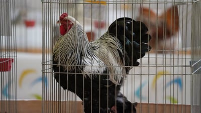 Beauty contest for chickens draws enthusiastic participants from across Iraq