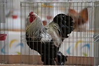 Beauty contest for chickens draws enthusiastic participants from across Iraq