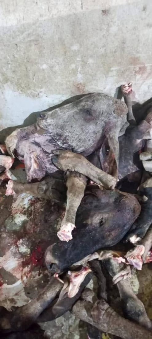 ماذا يأكل أهل بغداد!.. عصابة النعمانية تبيع العجول الميتة للعاصمة (صور مقززة)