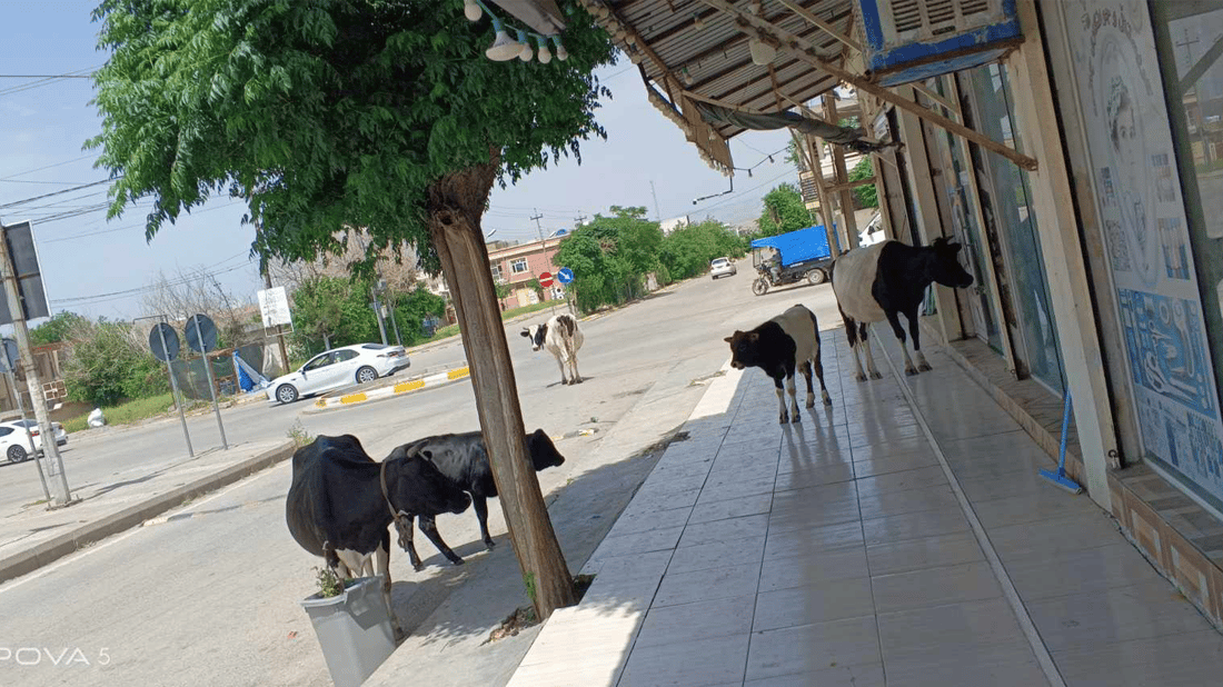 له‌ شاره‌زوور 10 مانگا ده‌ستبه‌سه‌ركراون