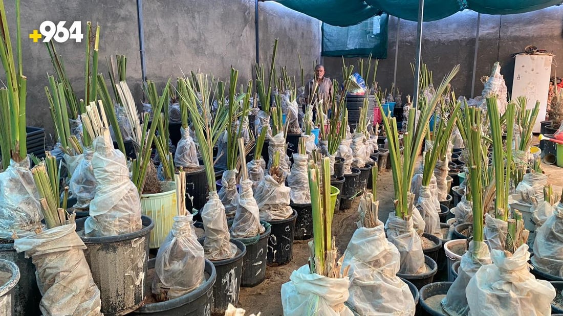 صور من البصرة: “أبو سجاد” يبيع أجود النخيل والسر في مختبرات البرحي و”العجوة”