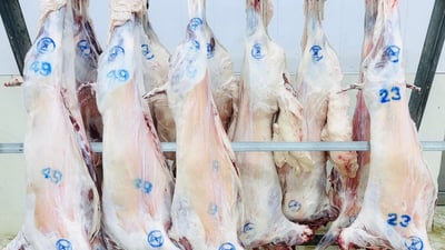 ڤێتێرنەری گەرمیان دەستیگرتووە بەسەر 12 تۆن گۆشتی سووردا