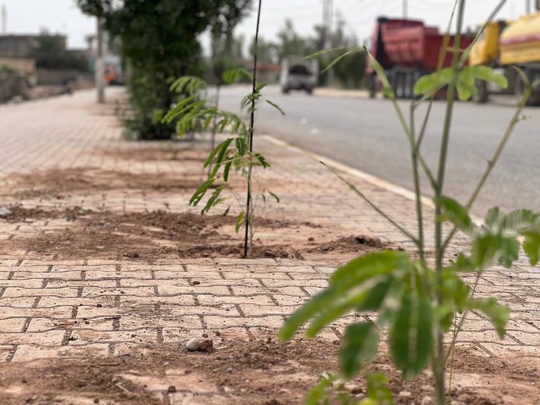 داقوق: حملة زراعة بدأت من “الثقلين” وحي الموظفين ولن تتوقف (صور)