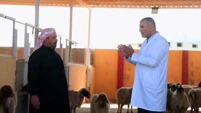 الأنبار تحقق نجاحاً في تجربة زيادة ولادات التوائم لدى الأغنام
