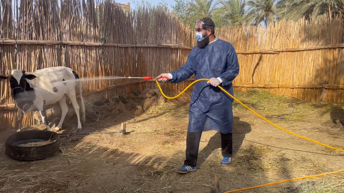 صور: علوة مواشي الناصرية معفّرة قبيل العيد لكن الجزارين قلقون من تسرب القرادة