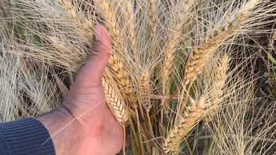 جوتیارێکى هه‌ولێر گه‌نمێكى ده‌گمه‌ن به‌رهه‌م ده‌هێنێت