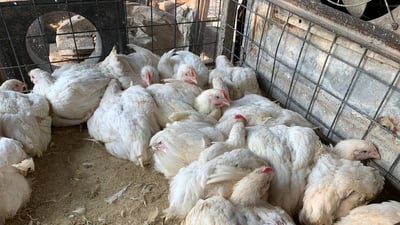 سرقة 70 دجاجة في مدينة الصدر