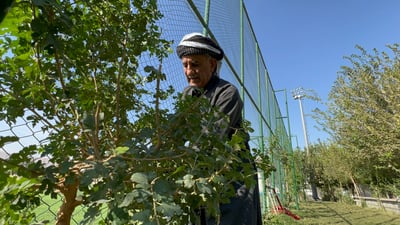 العم محمد “لن يترشح” وهو مشغول بزراعة ألفي شجرة في السليمانية