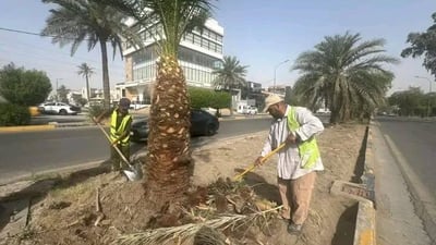 بلدية المنصور عن قلع أشجار شارع اليرموك: مريضة ونخشى سقوطها على المواطنين