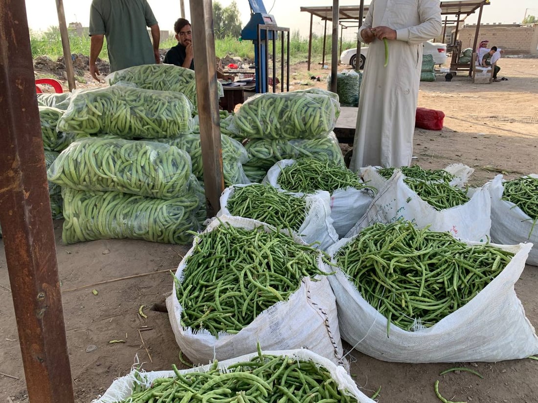 موسم حصاد حزين في أبو غريب: المحاصيل أقل بـ 40% والعلف بدل الخضروات (صور)