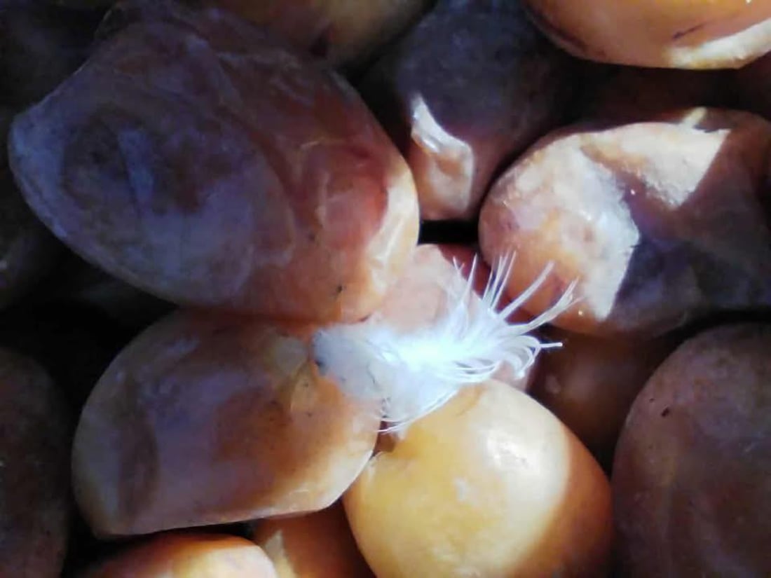 540 کیلۆ خورمای خراپبوو لە رانیا لەناوبرا