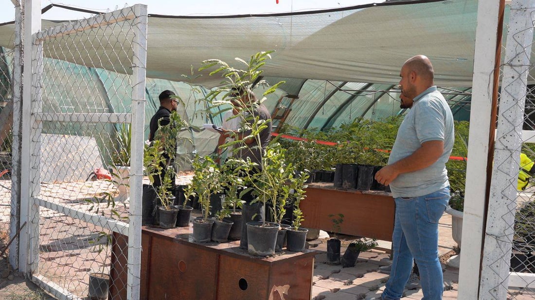 “ببلاش”.. واسط جهزت ربع مليون شجرة ألبيزيا للتوزيع غداً فتوجهوا إلى المشتل