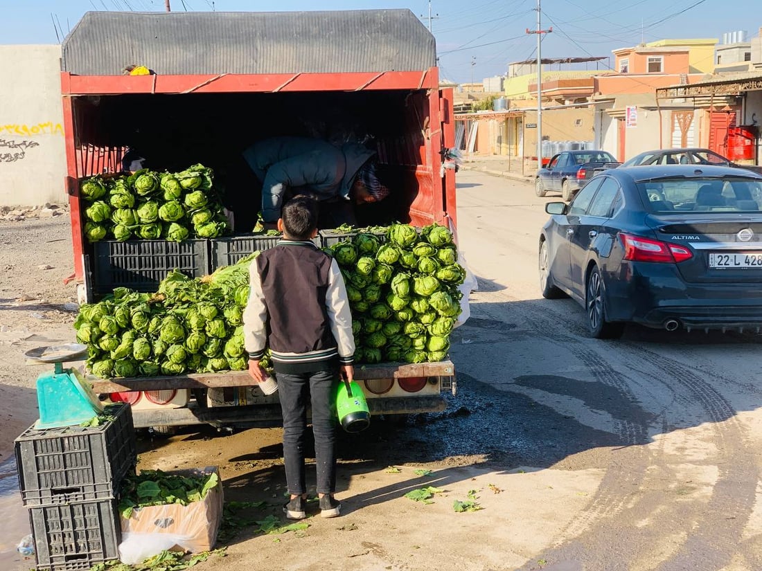 صباح خيرات العراق الطازجة.. آخر أيام الخس وسبهان ينتظر “الركي” (صور)