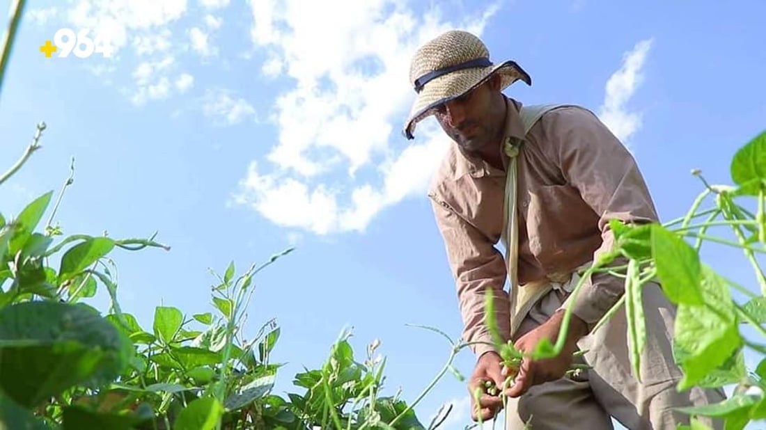 ته‌قته‌ق رۆژانه‌ 70 تۆن به‌رهه‌مى لۆبیاى هه‌بووه‌