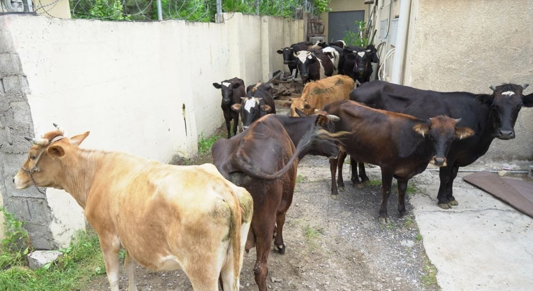 ژماره‌یه‌ك مانگا له‌ناو بازاڕى هه‌ڵه‌بجه‌ ده‌ستبه‌سه‌ركران