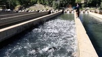فيديو من مزرعة 