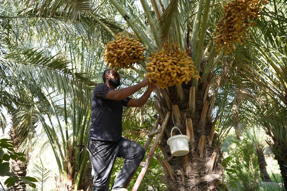 فيديو: موسم الرطب بلغ الذروة شمال البصرة ويسوق 10 أطنان يومياً