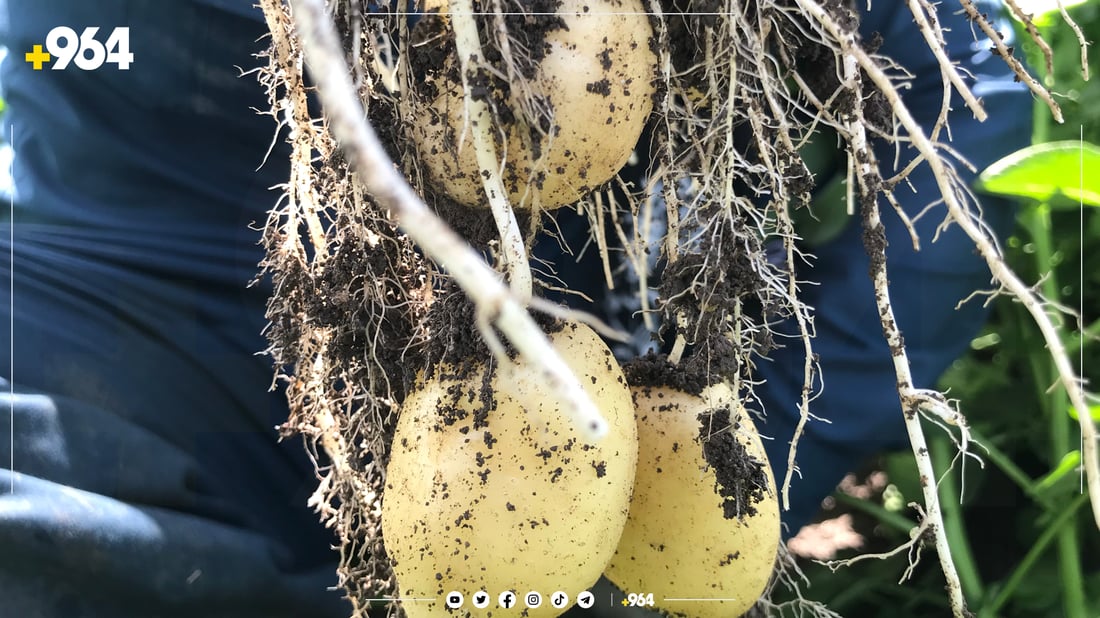 پەتاتە ئۆتۆمبێل بە جوتیارێک دەفرۆشێت