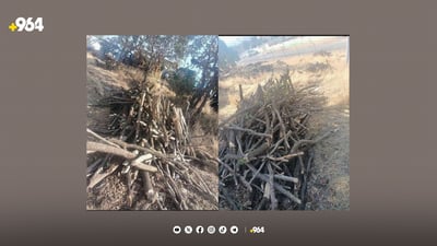 داربڕەکانی سنووری سلێمانی وازناهێنن