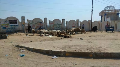 محافظ واسط: سنعاقب المسؤولين المتهاونين بتطبيق حظر تجوال المواشي