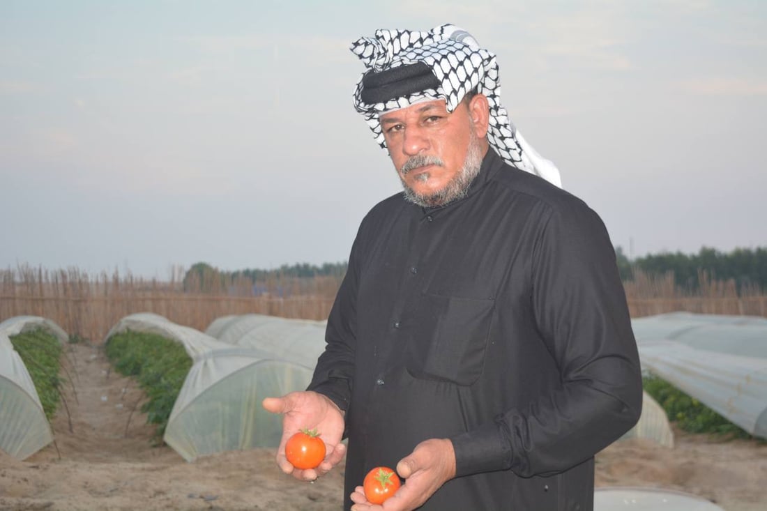 طماطة الزبير الأشهى والأكثر خسارة في العراق.. قائمة بالديون والنفقات (صور)