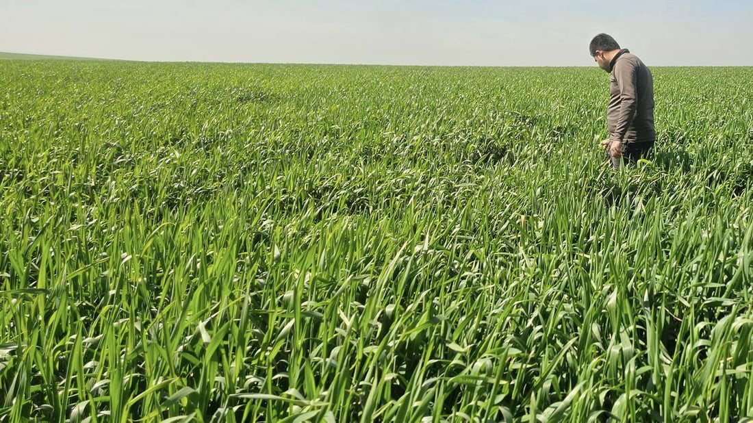 له ‌هه‌ولێر به‌دواداچوون بۆ چاندنى گه‌نمه‌ خۆماڵییه‌كه‌ ده‌كرێت