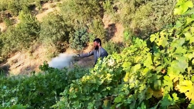 گوندێکی سۆران بە ماده‌ى کبریت پارێزگاری لە بەرهەمی ترێ دەکات