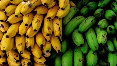 ئەمە مۆزە یان نا؟