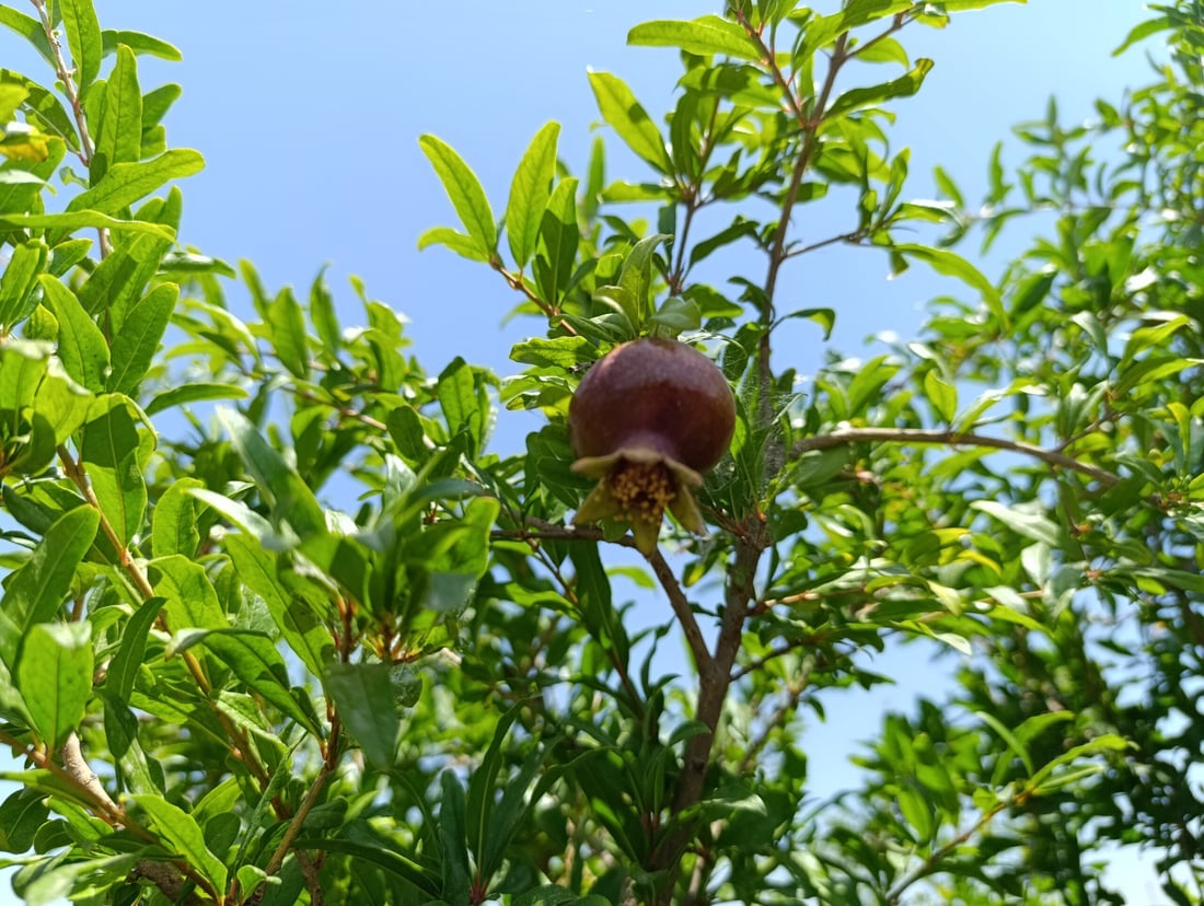 باخە هەنارەکانى هەڵەبجە نەخۆشن