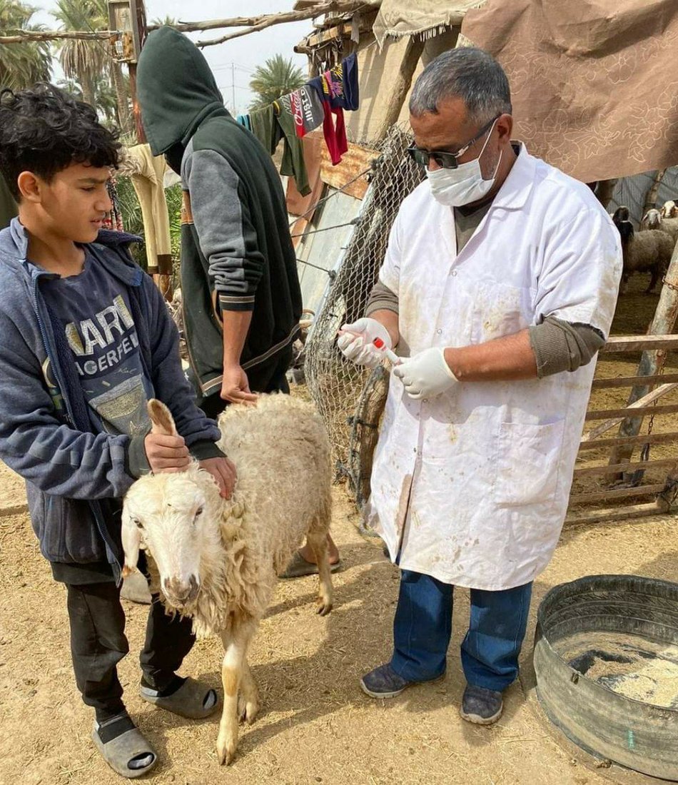 صور: الفرق الطبية في المثنى تفحص المواشي للكشف المبكر عن الحمى النزفية