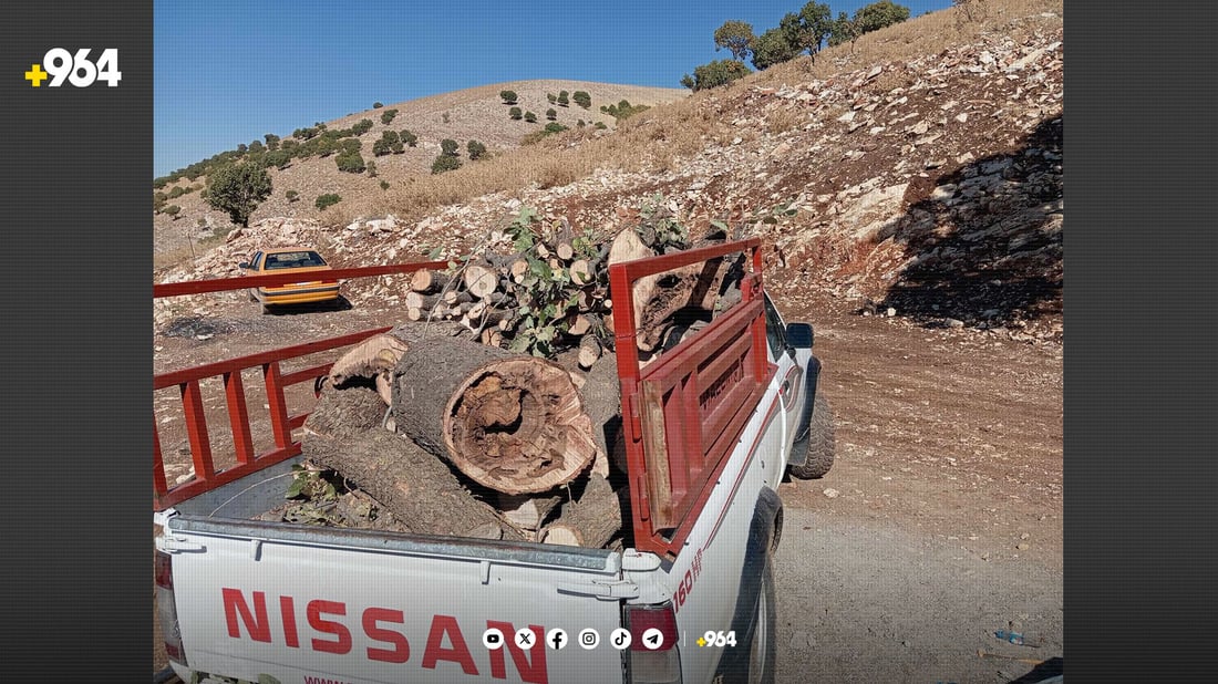 ئەمڕۆش پیکابێک دار بڕدراوە و کەسێک دەستگیر کراوە