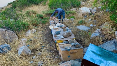 Pshdar beekeepers see honey production plunge as climate change, diseases hit hard