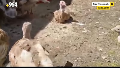 Deadly disease strikes poultry in Tuz Khurmatu