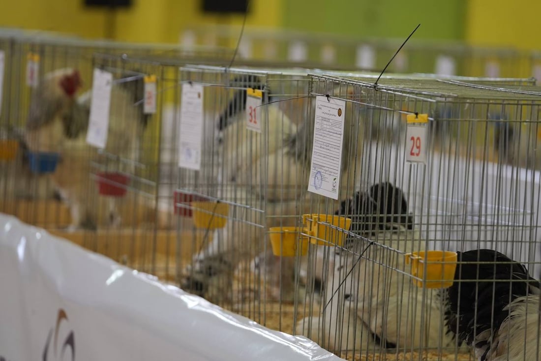 صور: دجاجة بصراوية وديك أربيلي أجمل طيرين في العراق.. مسابقة بإشراف تركي