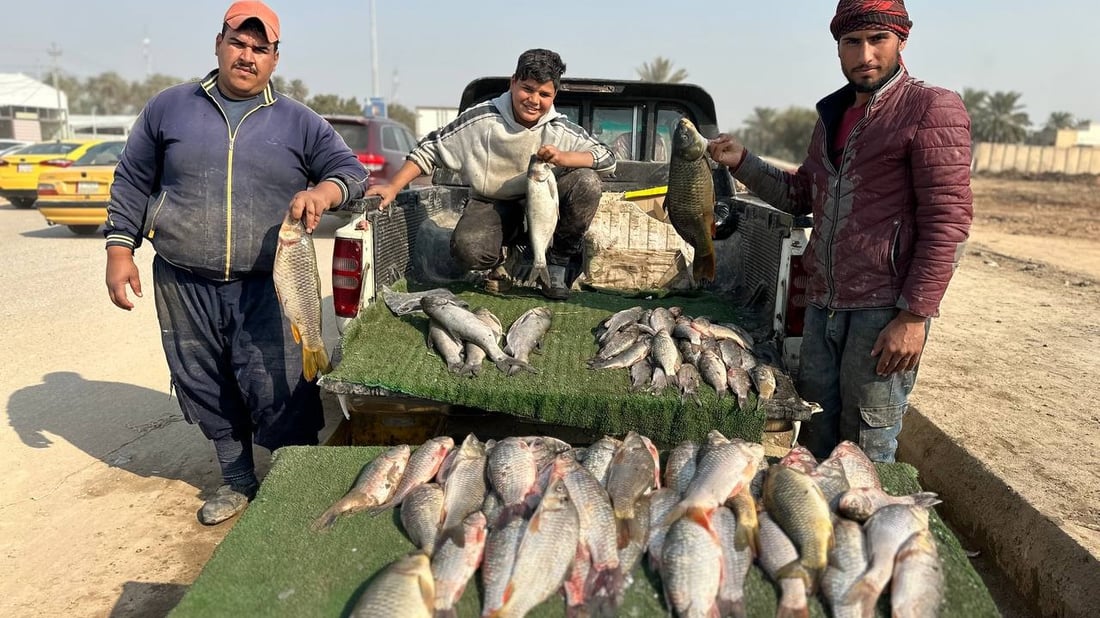 صور من سوق السمك في الديوانية: السمتي بـ6500 وأبو زريدة بـ4 آلاف