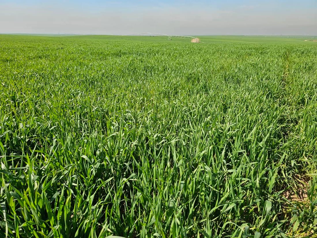 له ‌هه‌ولێر به‌دواداچوون بۆ چاندنى گه‌نمه‌ خۆماڵییه‌كه‌ ده‌كرێت