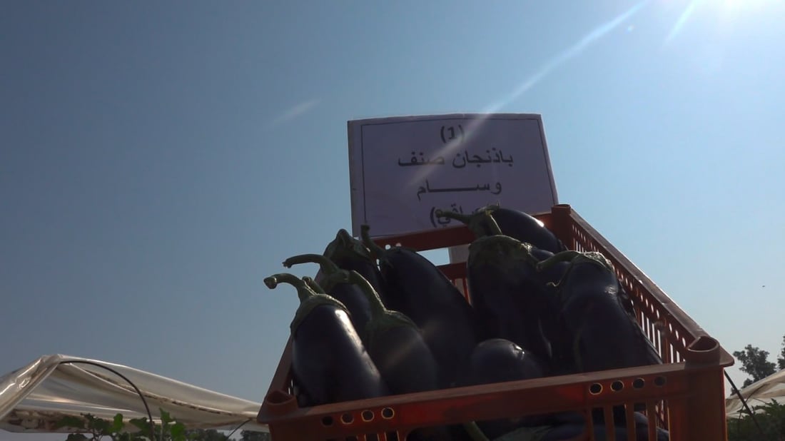 له‌ بیابانی به‌سڕه‌ پێنج جۆر باینجان پێگەیشت