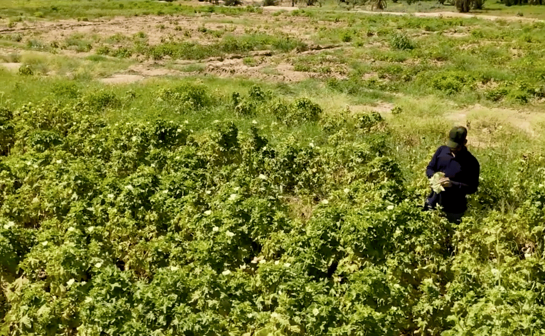 Whitefly infestation hits okra production in Anbar’s Hit