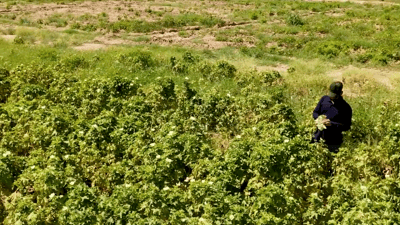 Whitefly infestation hits okra production in Anbar’s Hit