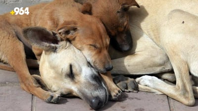 Erbil authorities continue efforts to shelter stray dogs