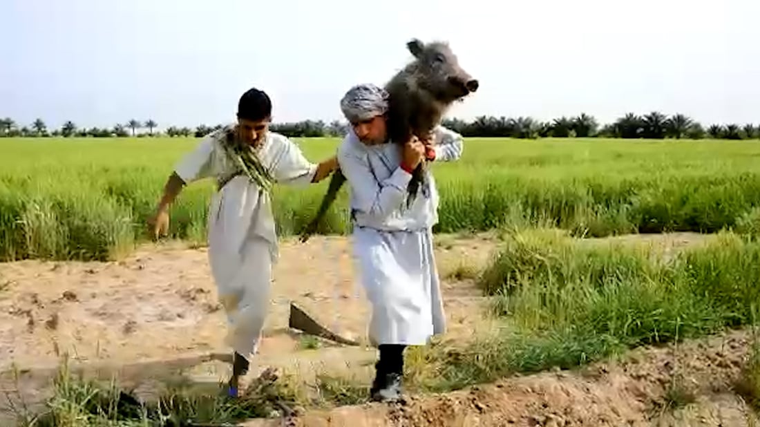 فيديو: خنازير كثيرة في كربلاء مصدرها جرف الصخر ونحتاج طائرات لقتلها